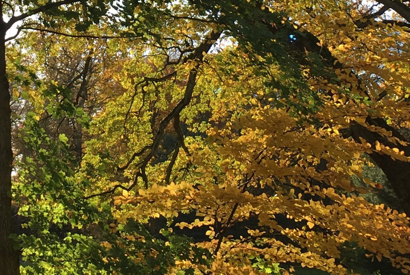 trees and leaves