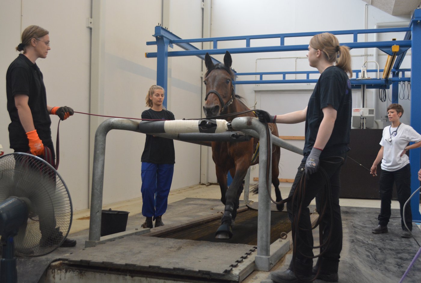 a horse running on a treadmill