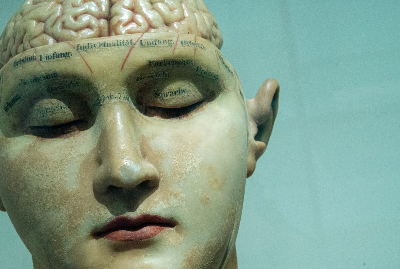 a sculpture of a face with the brain on top revealed