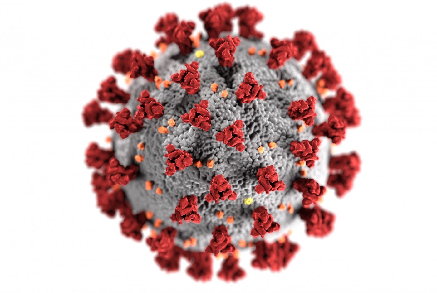 the virus COVID-19