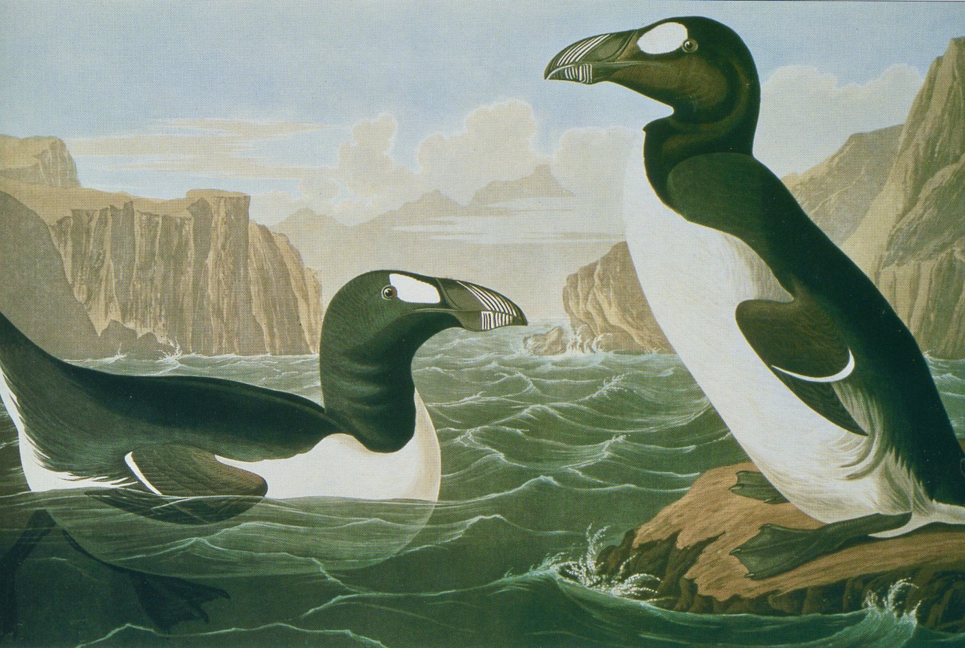 drawing of two extinct birds