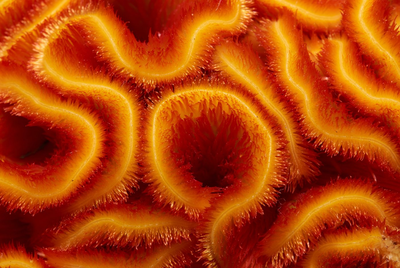 red and yellow flower pattern