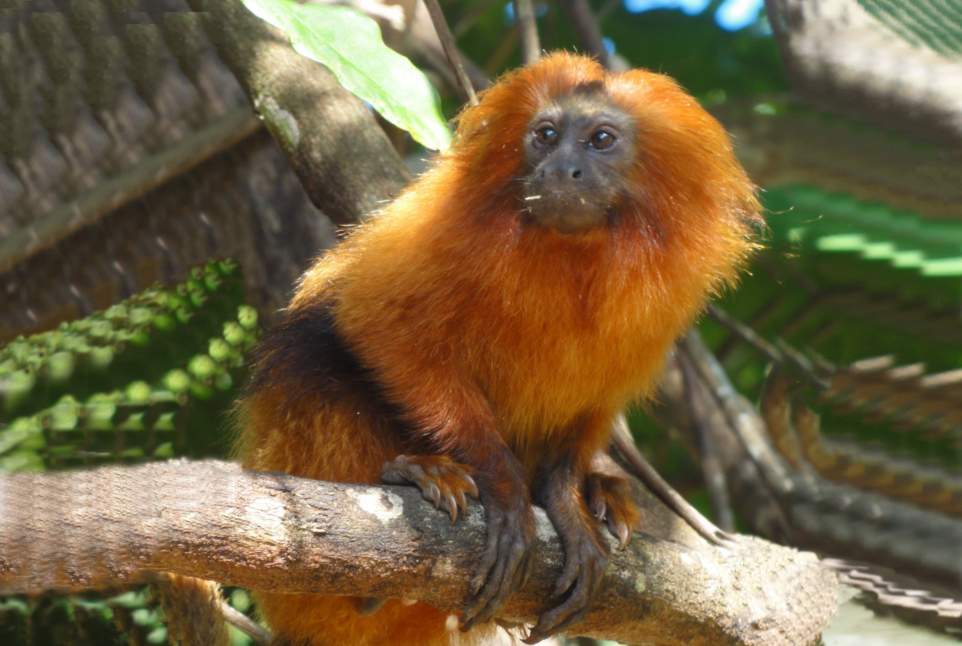 Research at Copenhagen Zoo 4: On the release of animals, rewilding and  invasive species | Science Stories