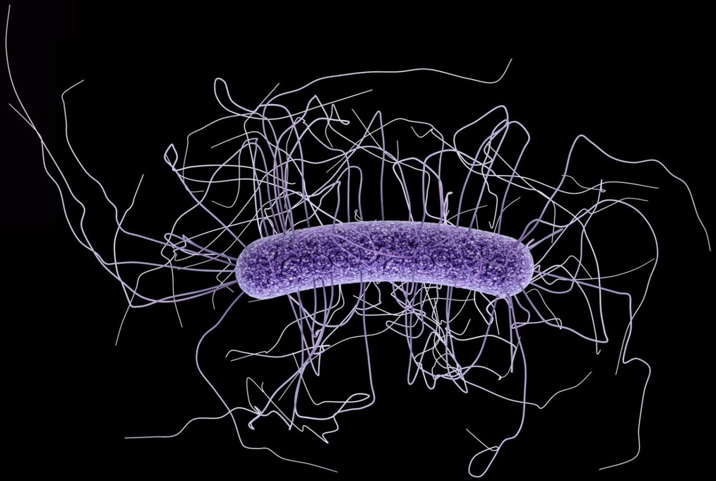 an ilustration of a bacteria