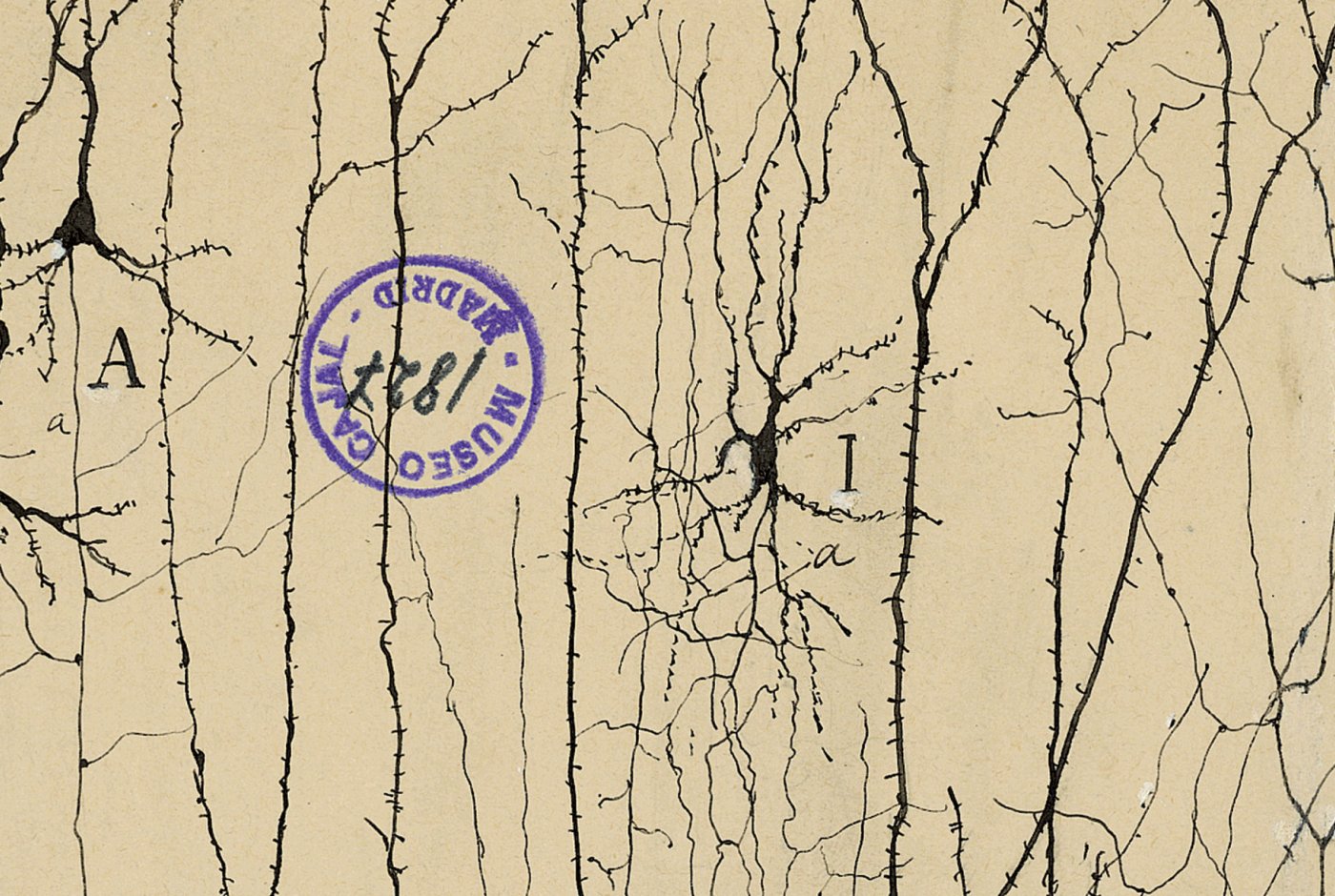 Santiago Ramon y Cajal’s graceful drawing of neurons.