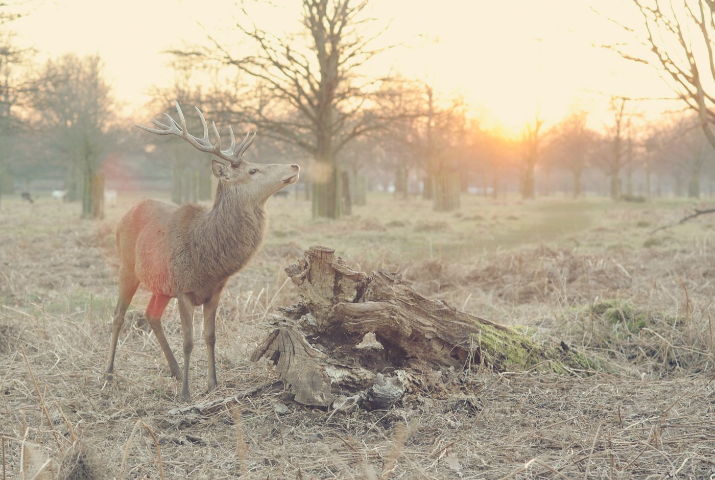 a dear next to a dead tree
