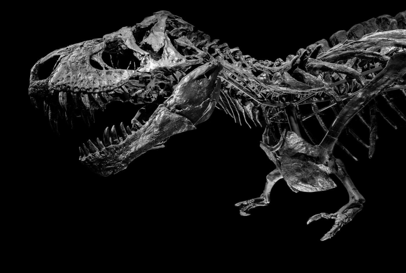 The skeleton of Tristan Otto