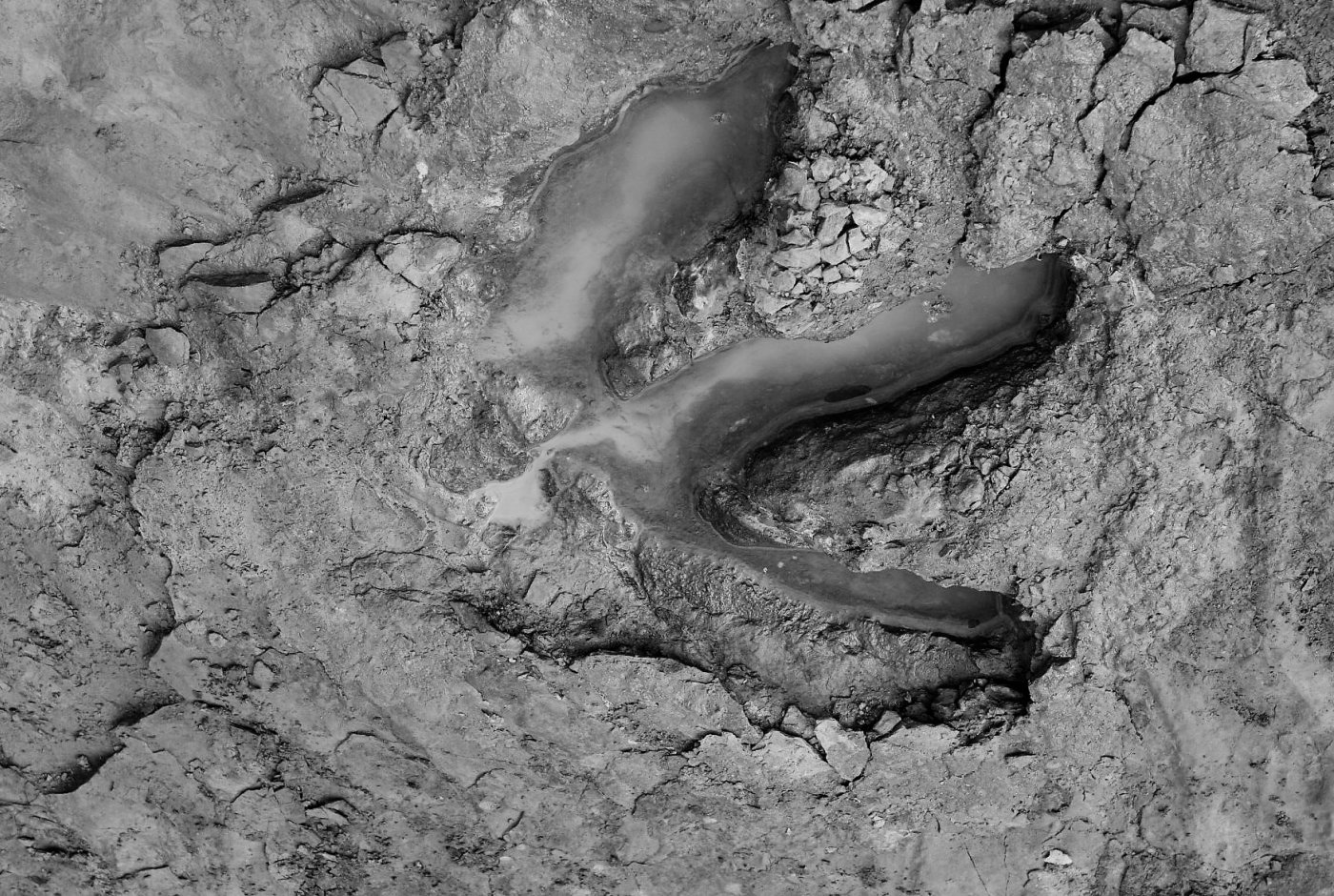 a dinosaur's track