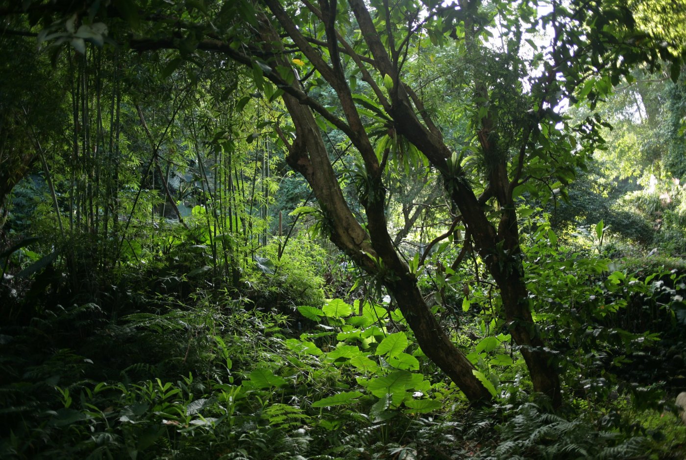 A picture of a rain forest