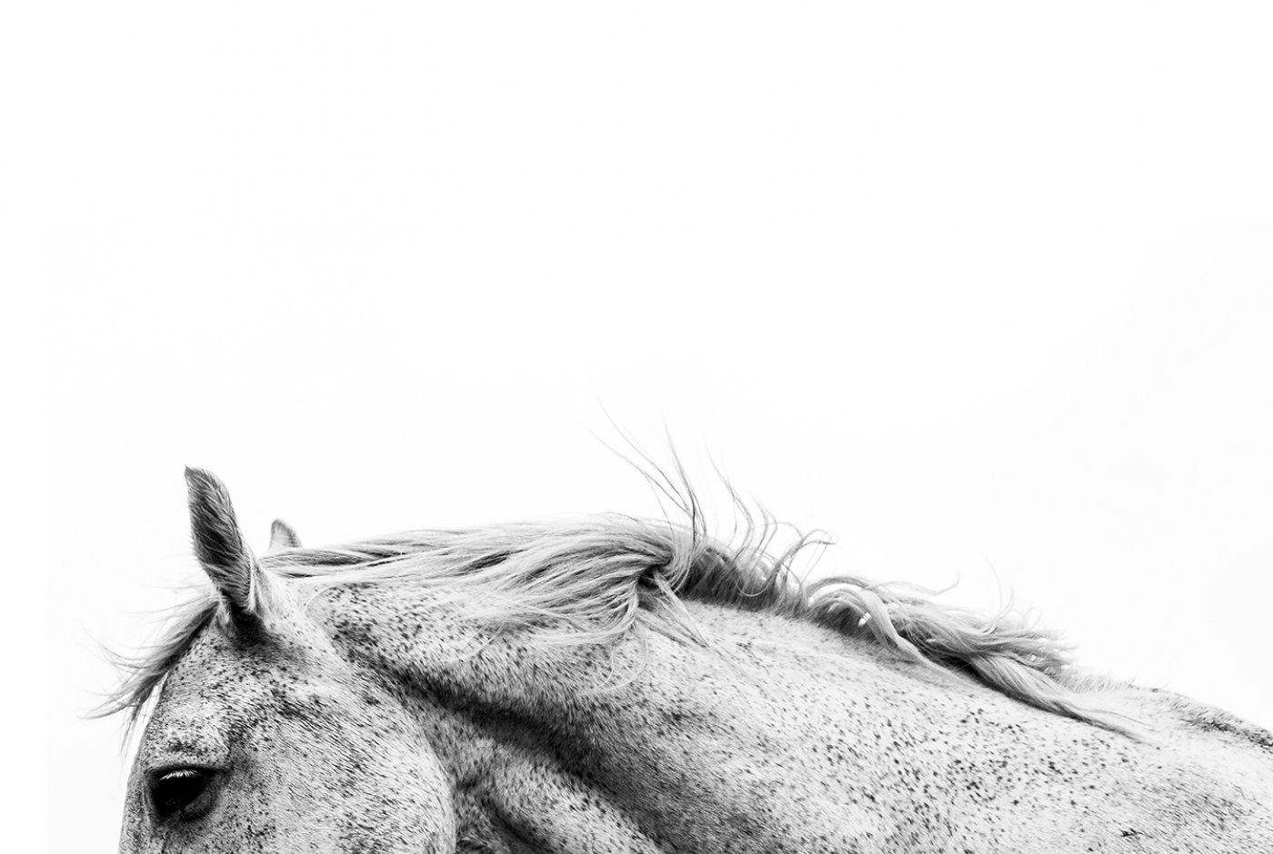 a horse