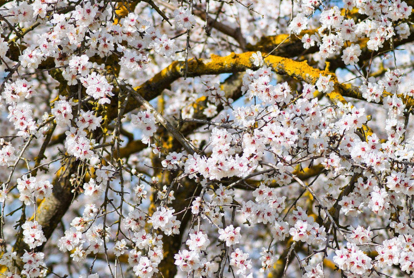 almond tree flowers