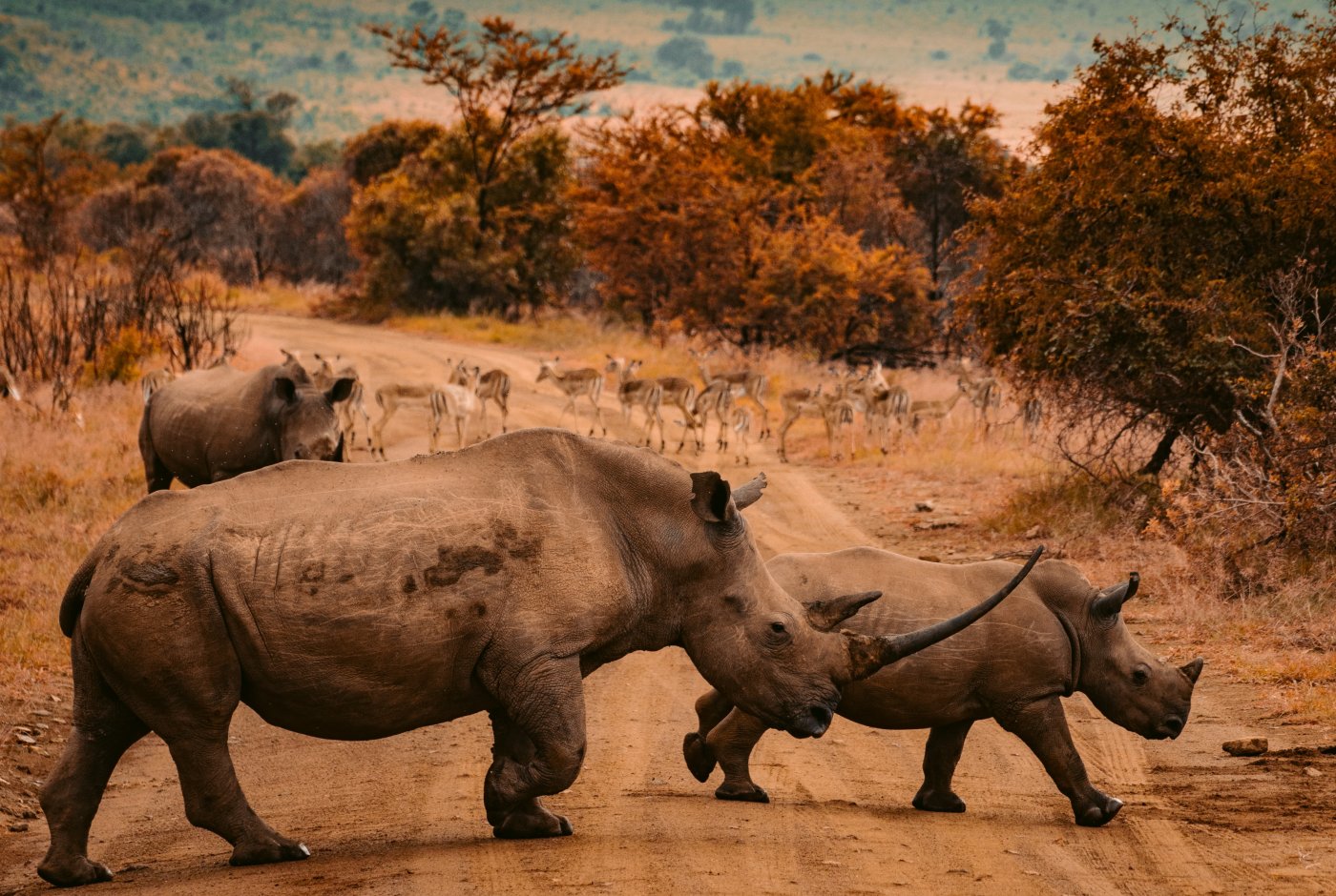 rhinos in South Africa