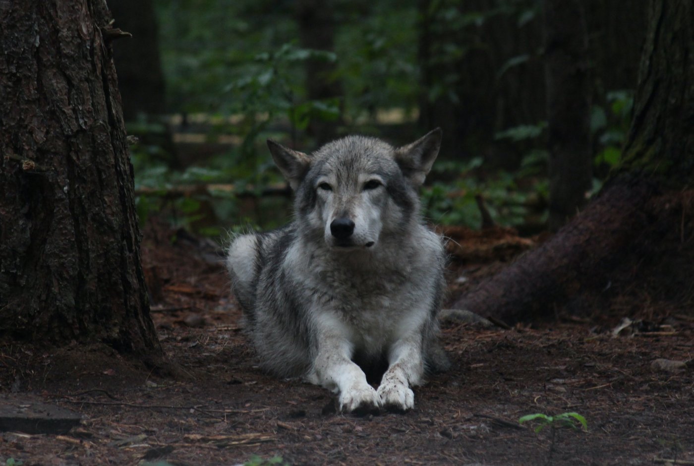 a wolf