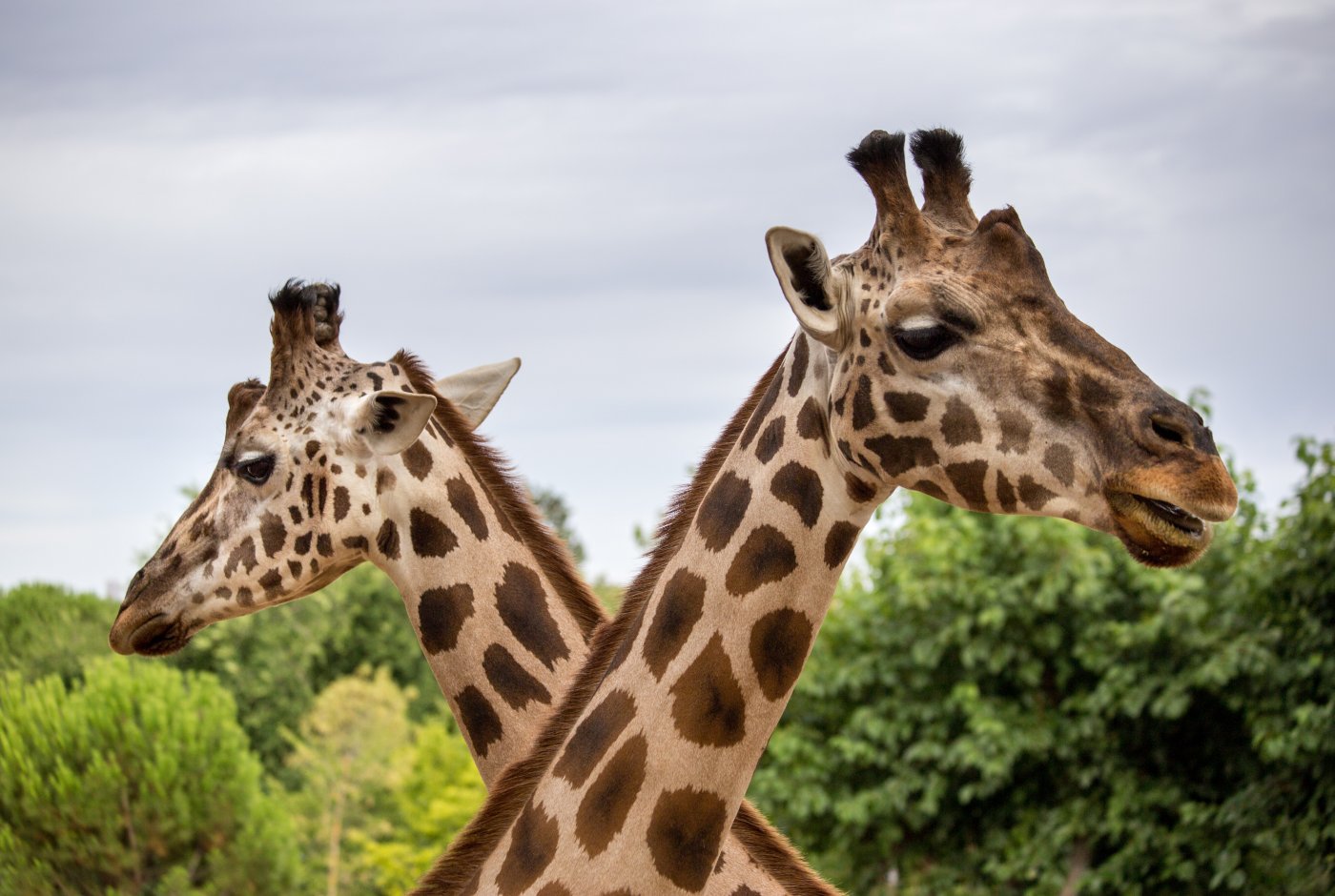 two giraffes