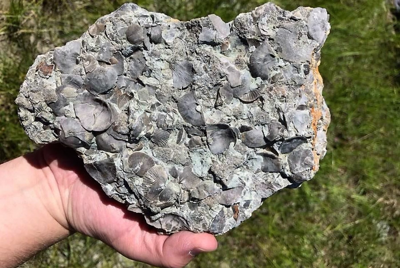 a stone with fossils