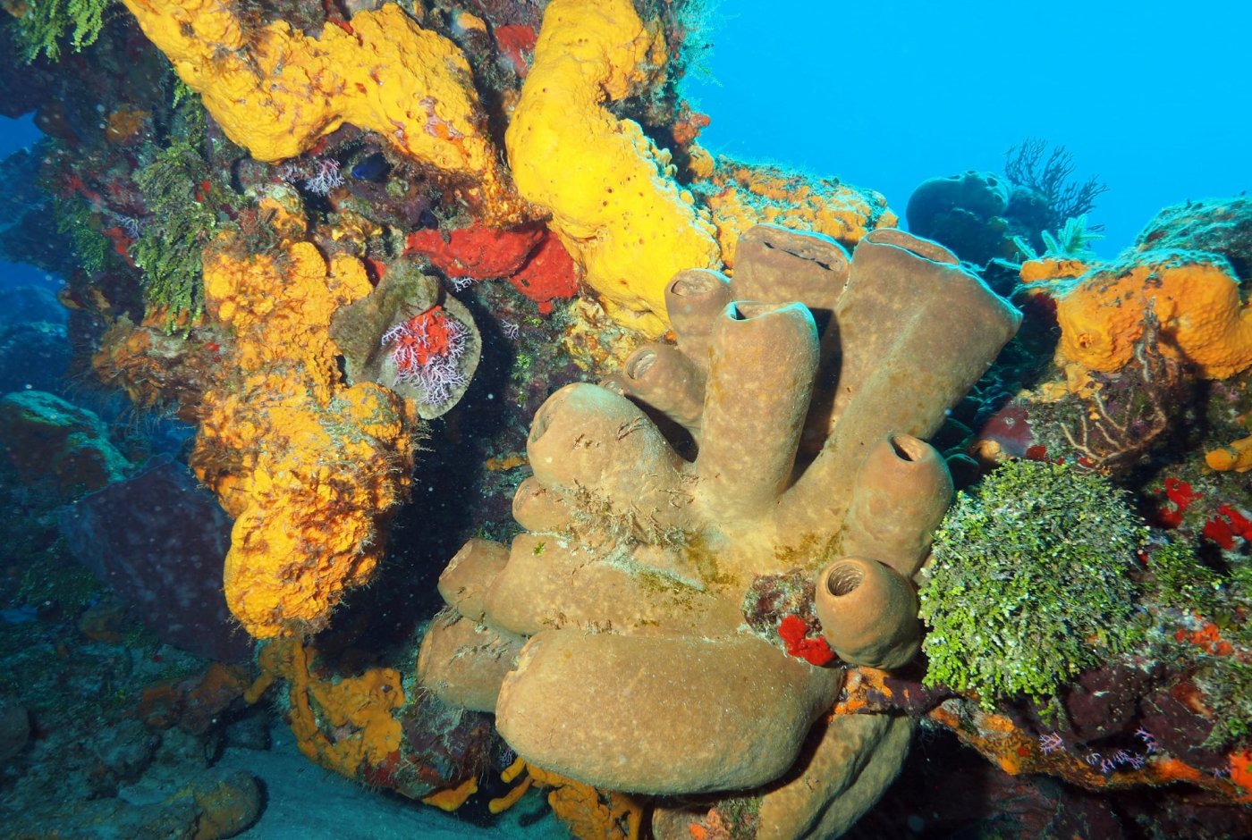 sponges
