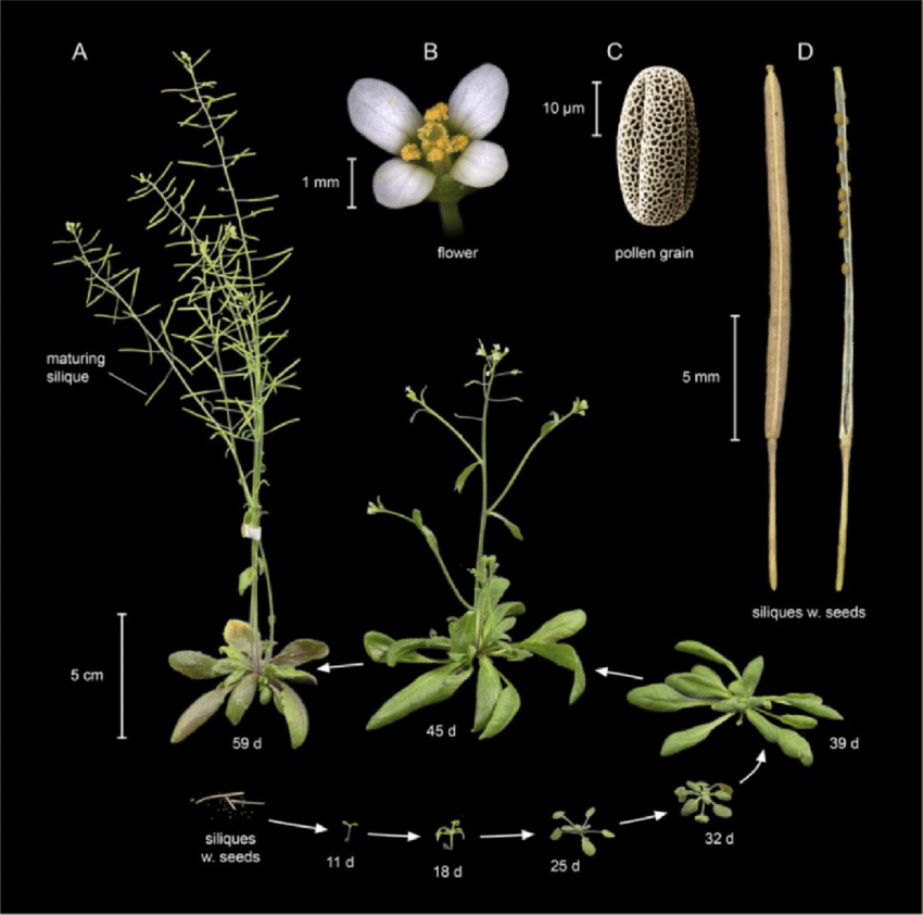 different stages of the life cycle of Arabidopsis thaliana