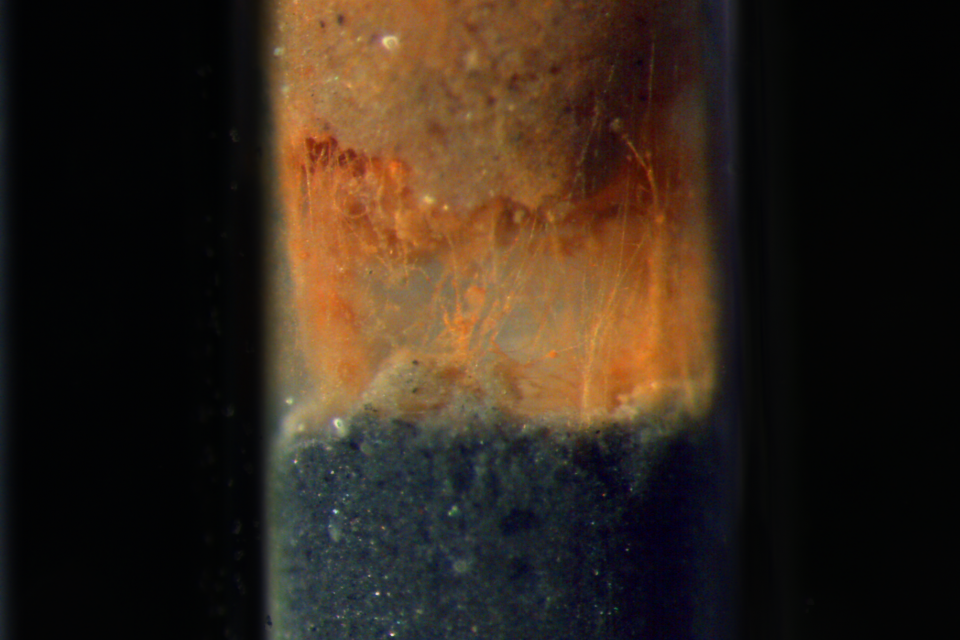 Cable bacteria in sediment