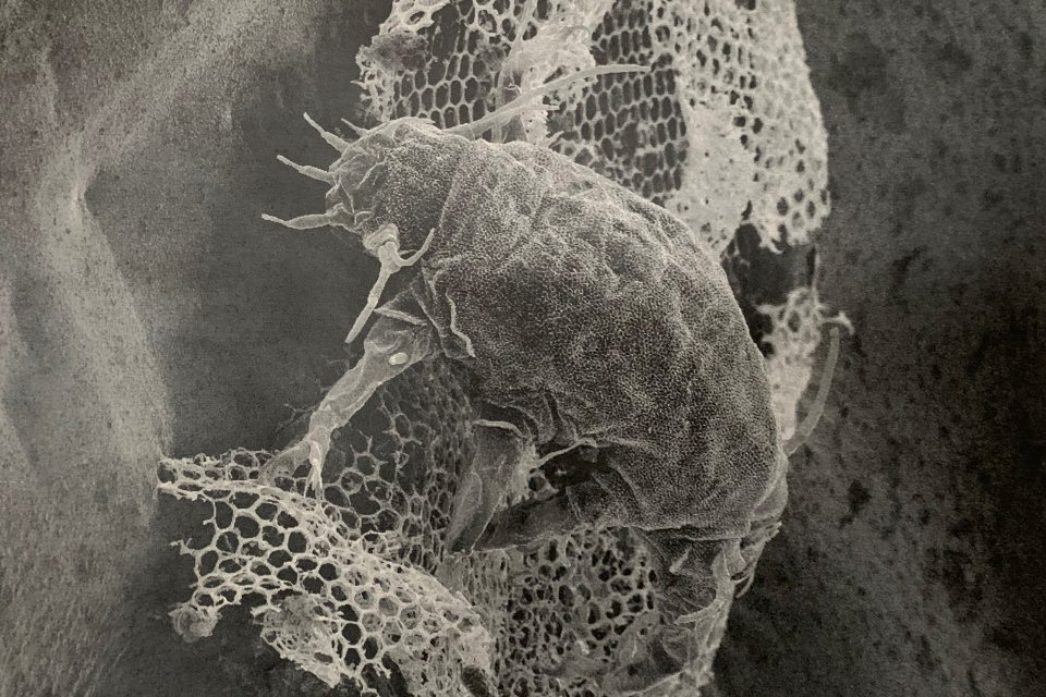 tardigrade image