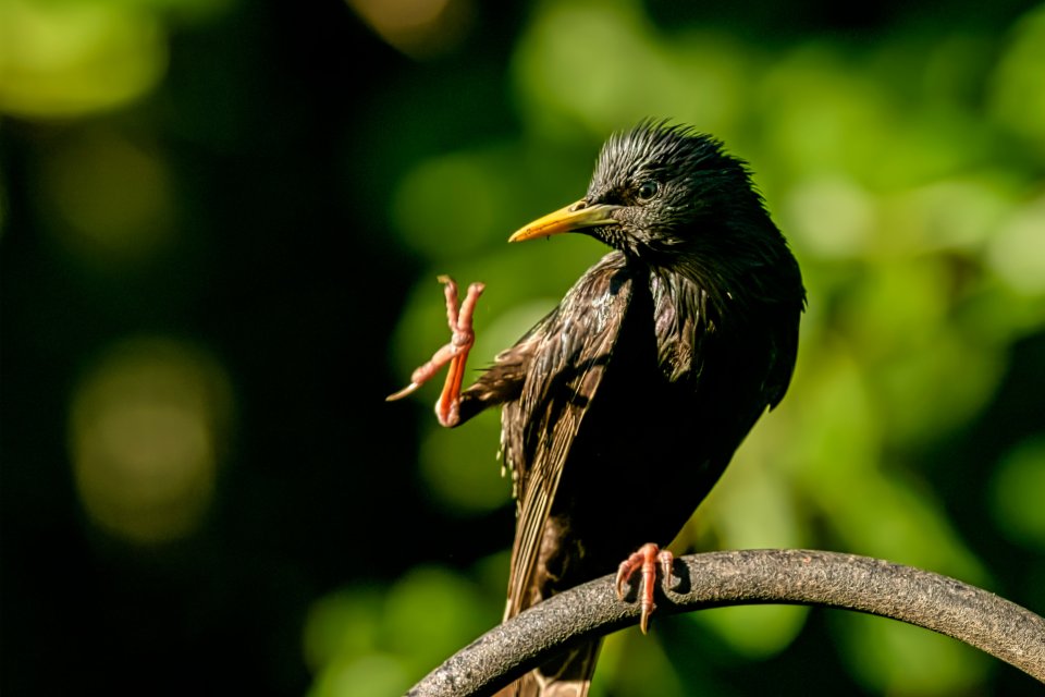 bird with a foot up