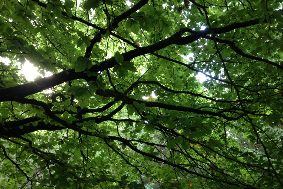 sunlight through green leaves