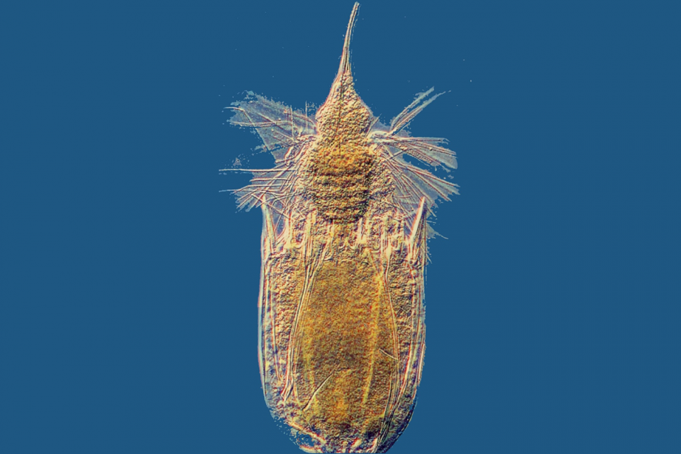 Locifera