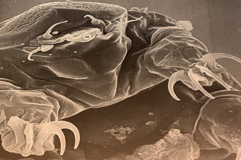 tardigrade image
