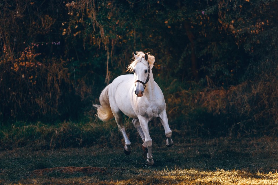 a white horse galloping