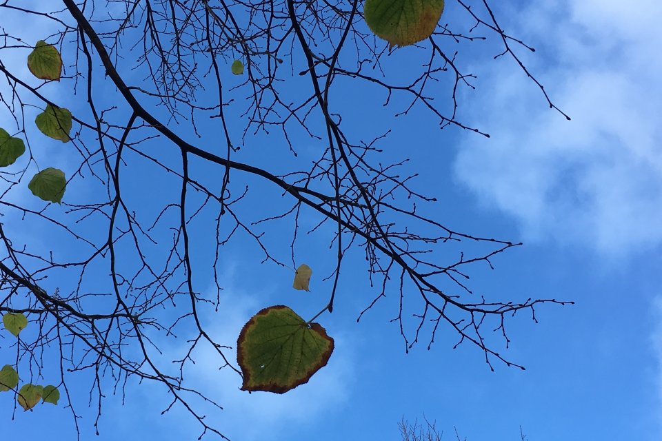 a few leaves left on a tree