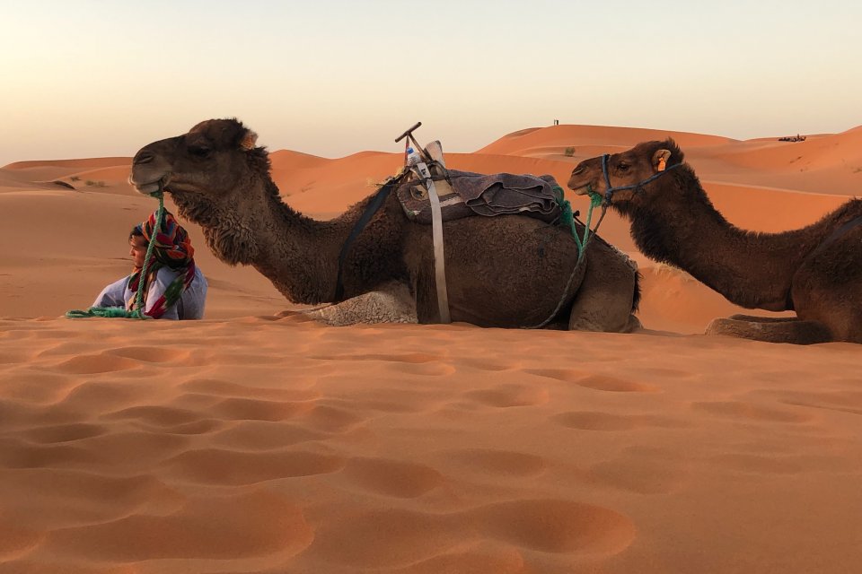 a man with two camels laying in the desert