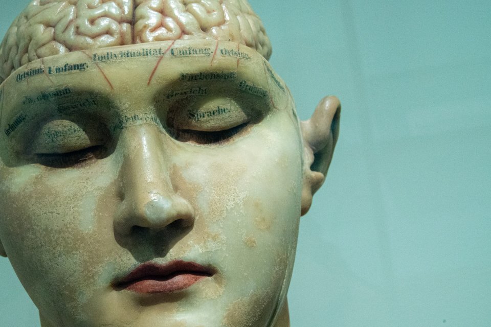 a sculpture of a face with the brain on top revealed