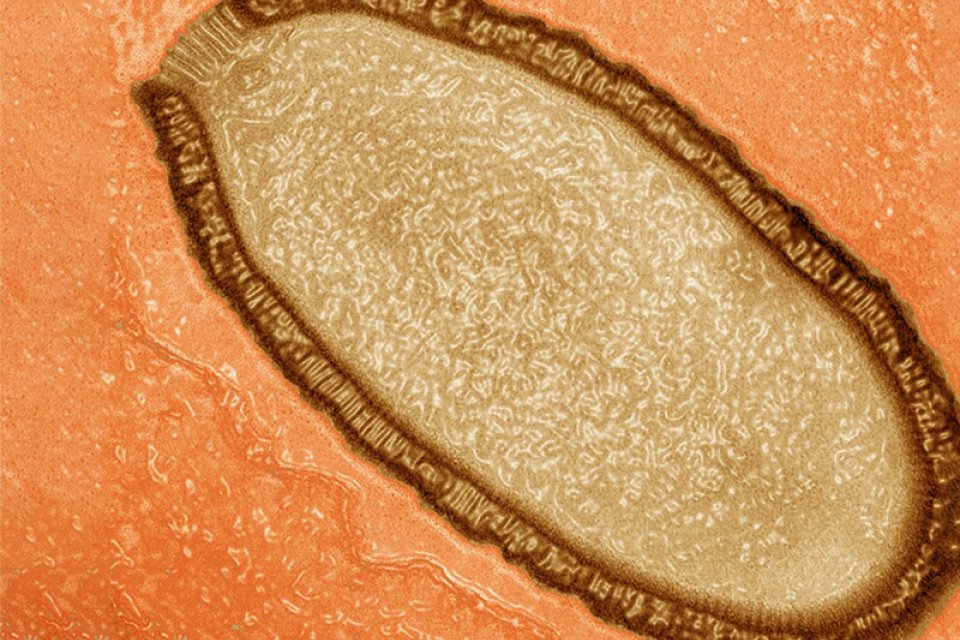 an oval shaped virus in a orange background