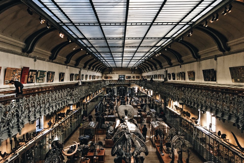 a picture of skeletons in a museum