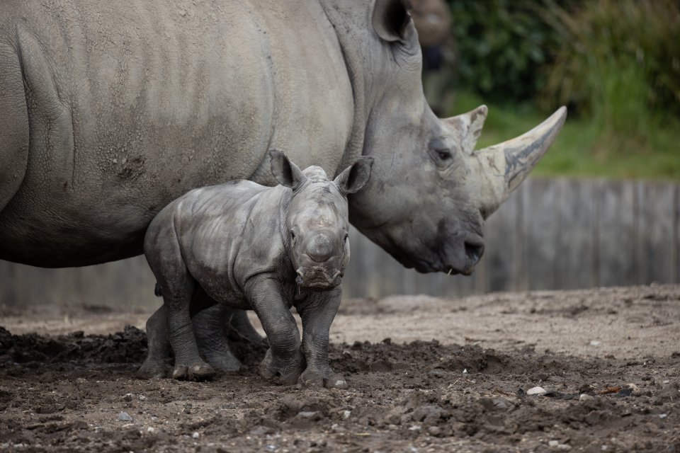 a rhino with her baby