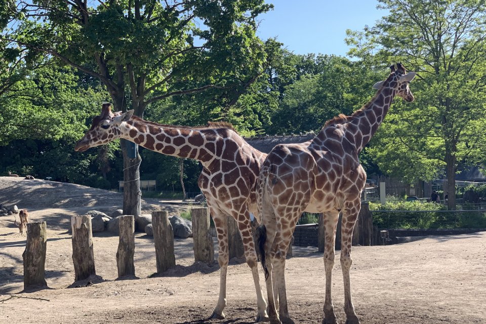 two giraffe