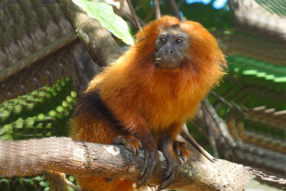 a monkey in the wild