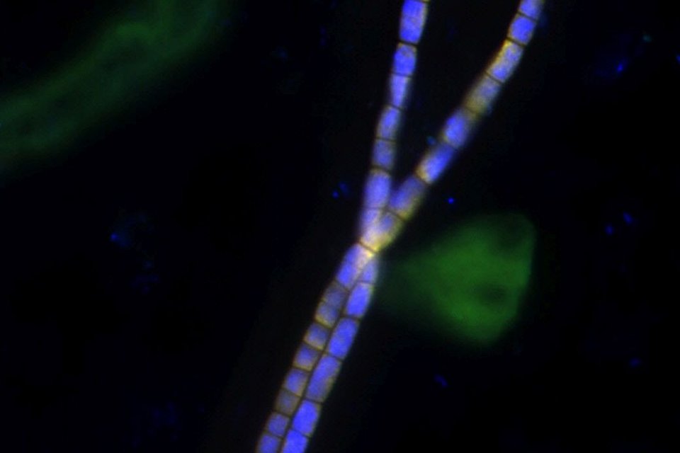 2 purple strands of light