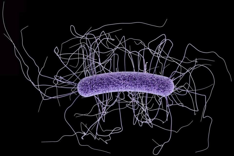 an ilustration of a bacteria 
