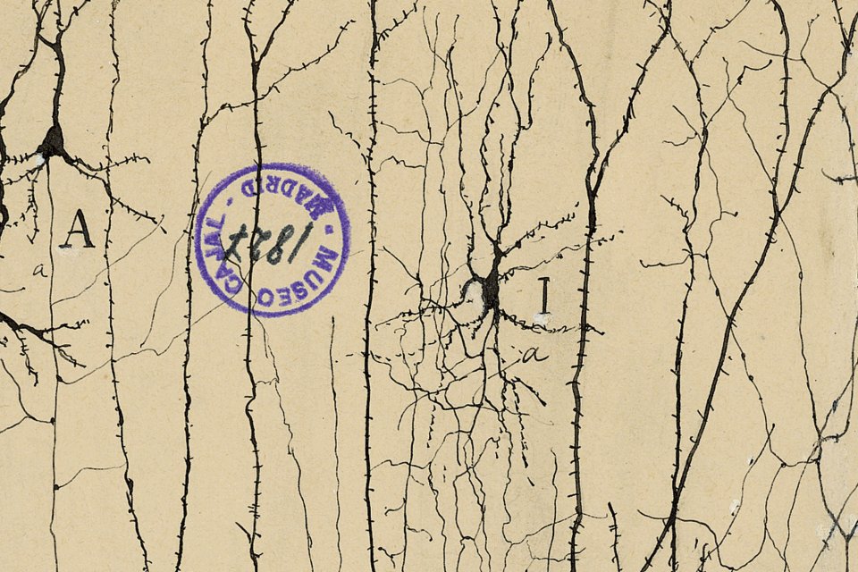 Santiago Ramon y Cajal’s graceful drawing of neurons.