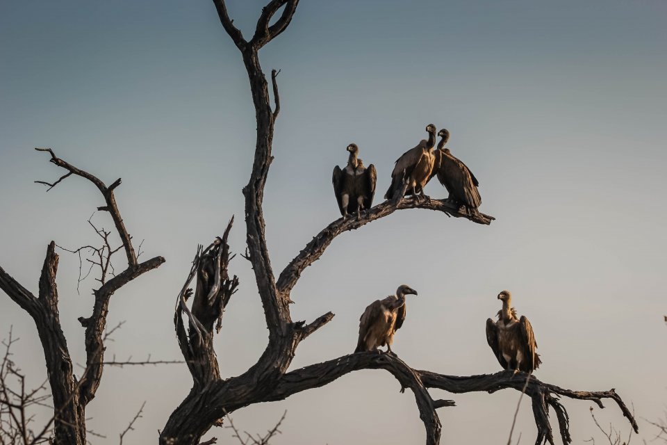 vultures on a tree
