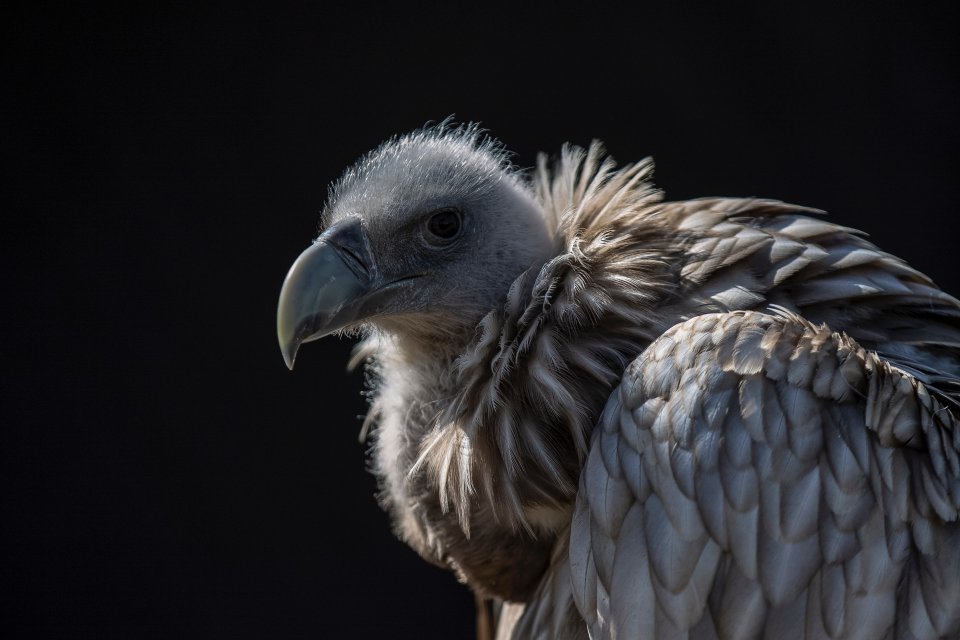 a vulture