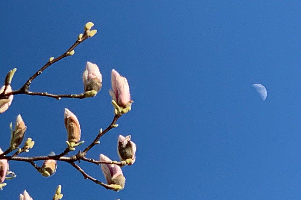 flower buds in a blue sky and the moon