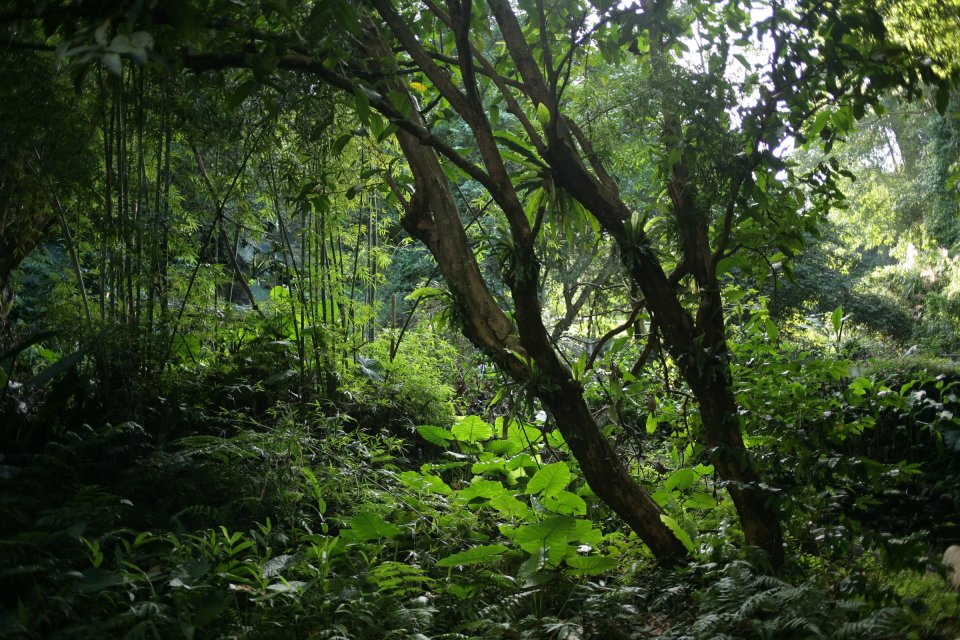 A picture of a rain forest