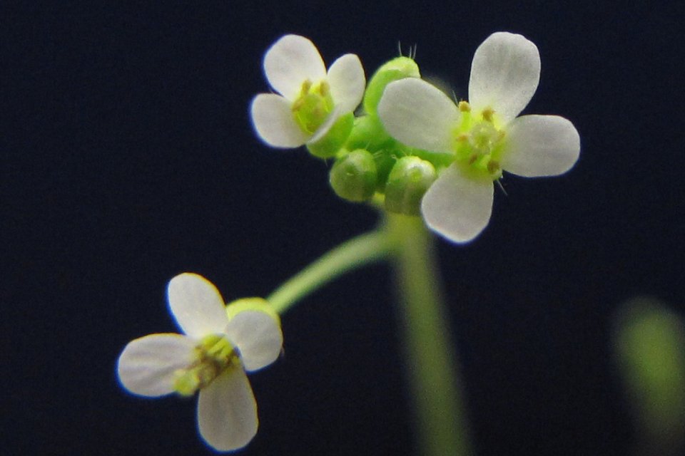 a close up of a flower