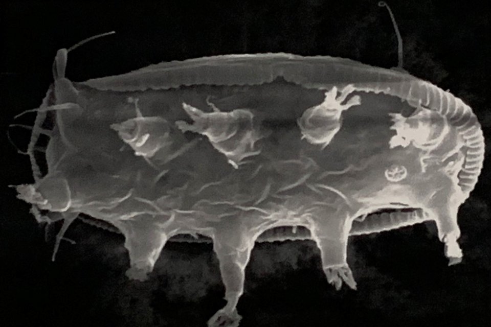 a tardigrade