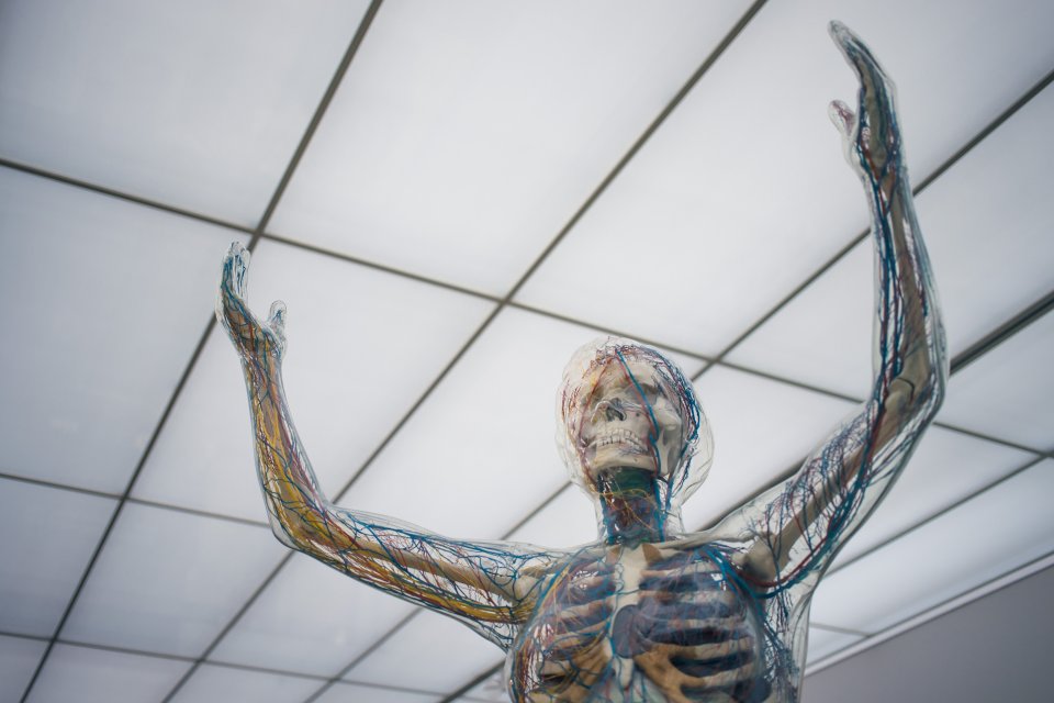 a skeleton with its arms up