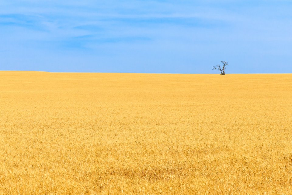 a wheat field in Spain