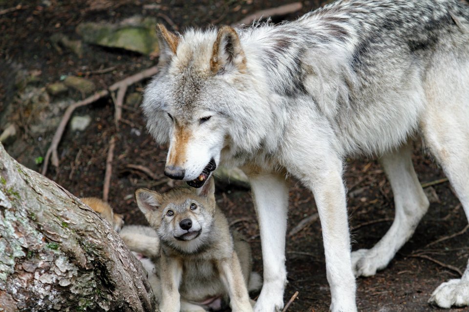 a wolf and cub