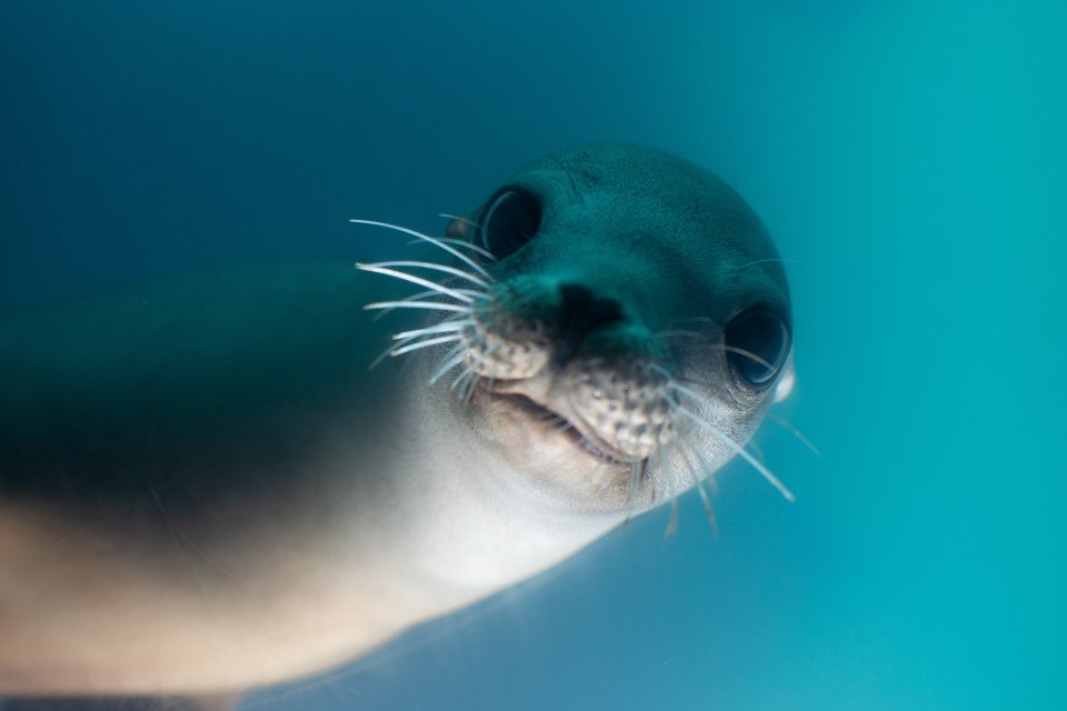 a curious seal