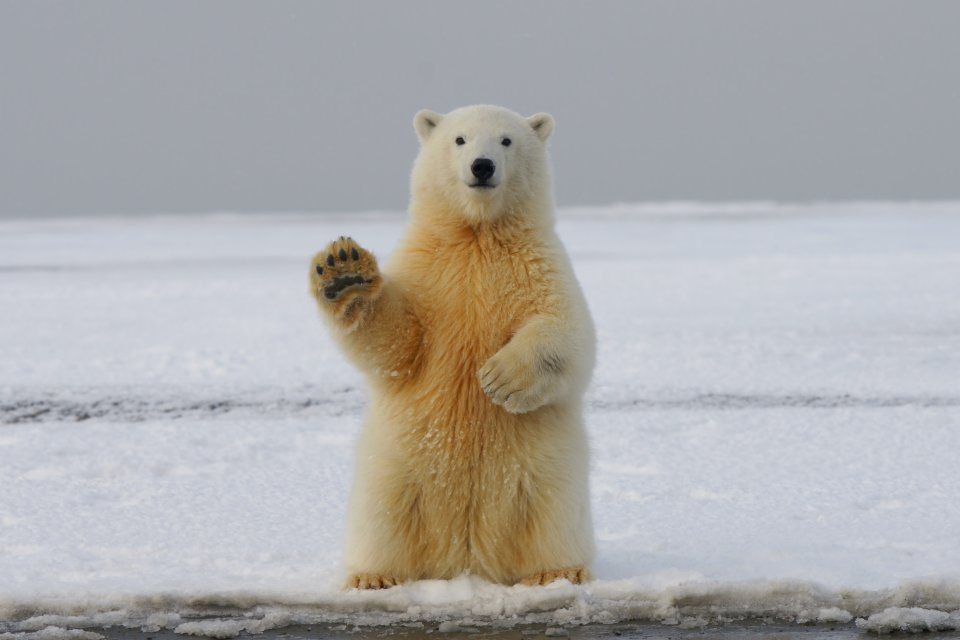 a polar bear waving